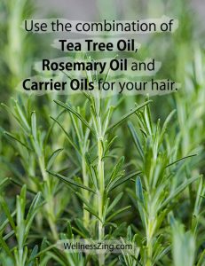 Use the Combination of Tea Tree Oil, Rosemary Oil and Carrier Oils for Hair Care
