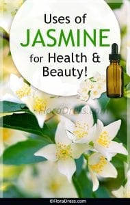 Uses of Jasmine for Health and Beauty!