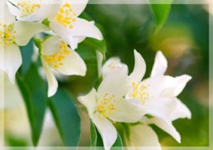 Uses of Jasmine for Health and Beauty!