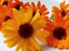 Amazing Uses of Marigold for Skin and Hair Care!