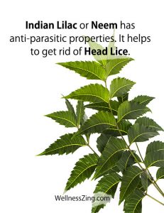 Neem Leaves Has Anti Parasitic Properties to Get Rid of Lice