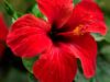Hibiscus For Naturally Healthy Hair : Prevent Greying of Hair and Remove Dandruff