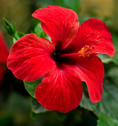 Hibiscus For Naturally Healthy Hair