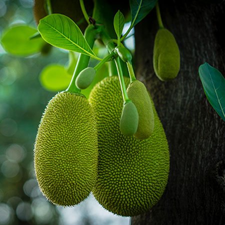 Health Benefits of Jackfruit