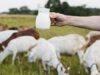 Goat Milk : A Healthy Alternative for Body, Skin, and Hair!
