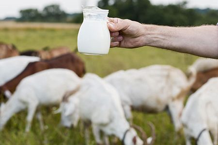 Goat Milk Benefits for Hair and Skin