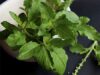 Uses and Benefits of Holy Basil or Tulsi!
