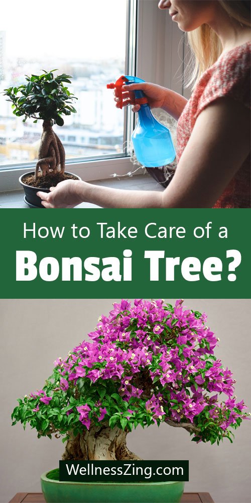 Bonsai Tree Caring Tips