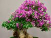 All About Bonsai Tree, Its Types, Growth And Care Guidelines
