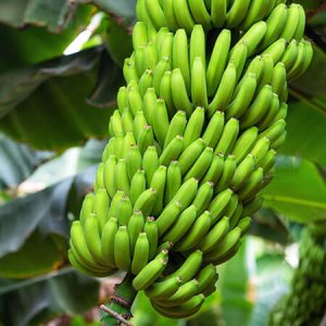 Green Banana Benefits