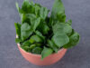 Why Eat Watercress : Health Benefits and Nutritional Composition!