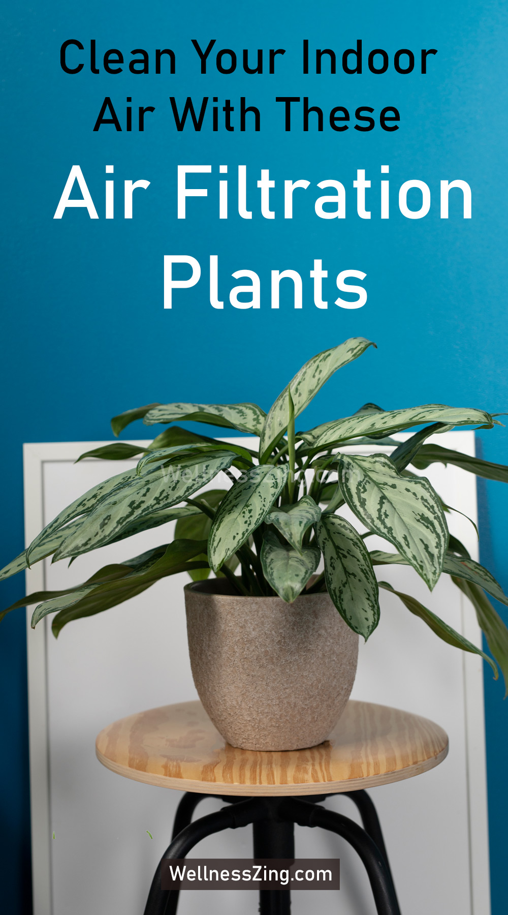 Air Filtration Plants to Keep Fresh Air Indoors